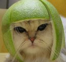 Avatar du membre