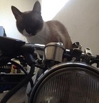 Avatar du membre